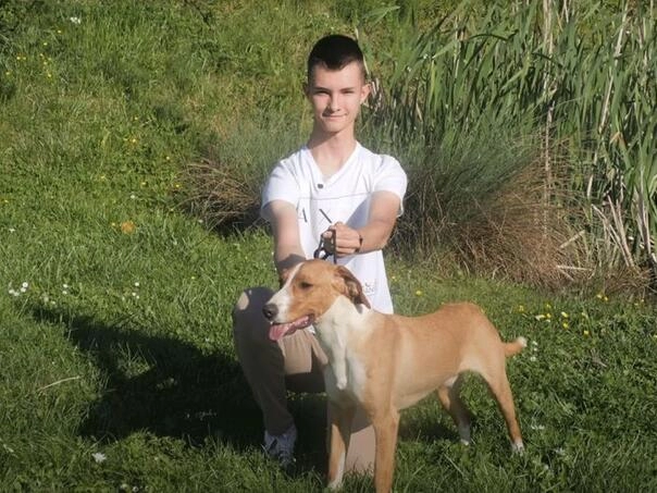 Pas iz BiH proglašen najljepšim na svijetu